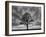 Great Tree-PhotoINC-Framed Photographic Print