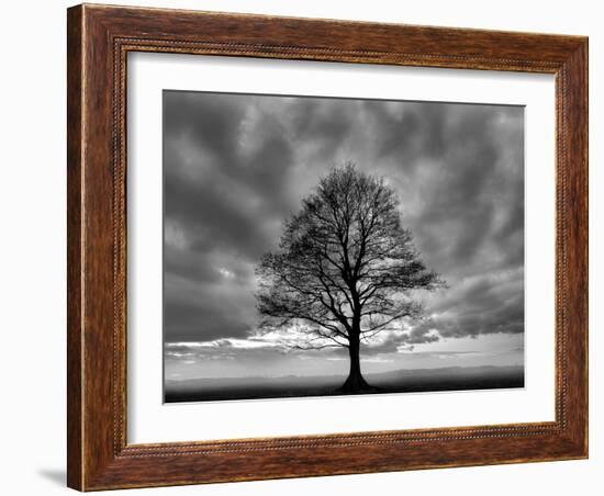 Great Tree-PhotoINC-Framed Photographic Print