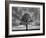 Great Tree-PhotoINC-Framed Photographic Print