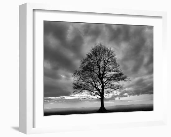 Great Tree-PhotoINC-Framed Photographic Print