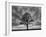 Great Tree-PhotoINC-Framed Photographic Print