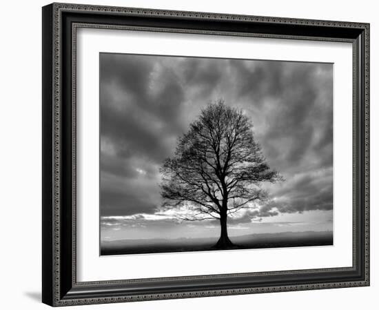 Great Tree-PhotoINC-Framed Photographic Print