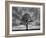 Great Tree-Unknown Unknown-Framed Art Print