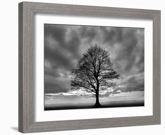 Great Tree-Unknown Unknown-Framed Art Print