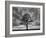 Great Tree-Unknown Unknown-Framed Art Print