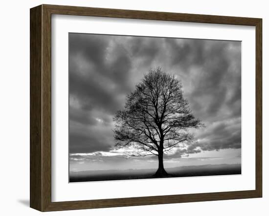 Great Tree-Unknown Unknown-Framed Art Print