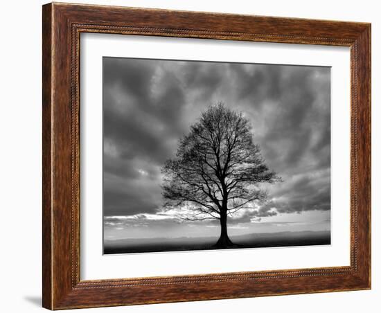 Great Tree-Unknown Unknown-Framed Art Print