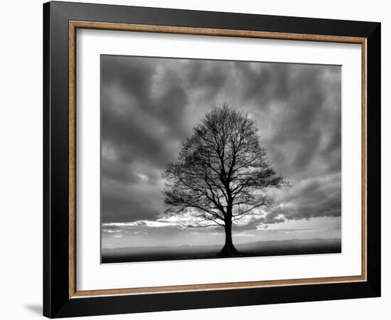 Great Tree-Unknown Unknown-Framed Art Print