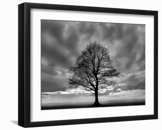 Great Tree-Unknown Unknown-Framed Art Print