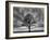 Great Tree-Unknown Unknown-Framed Art Print