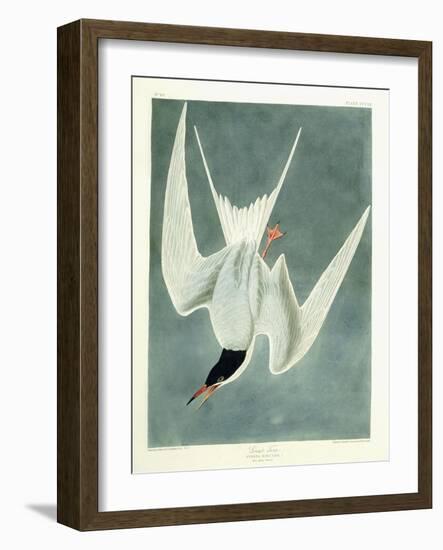 Great Turn, Male, Spring Plumage, 1836-John James Audubon-Framed Giclee Print