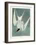 Great Turn, Male, Spring Plumage, 1836-John James Audubon-Framed Giclee Print
