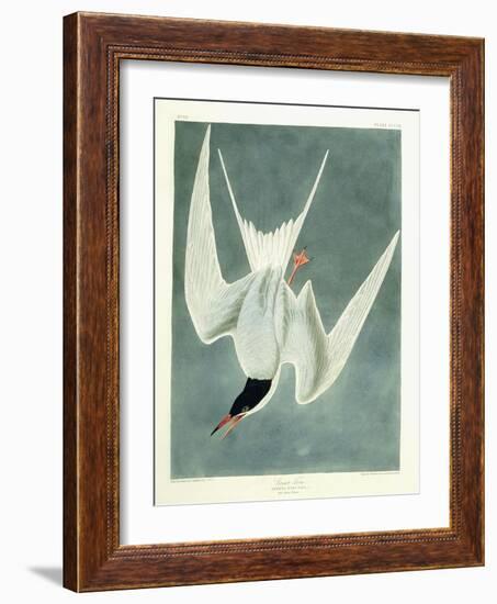 Great Turn, Male, Spring Plumage, 1836-John James Audubon-Framed Giclee Print