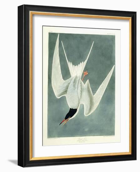 Great Turn, Male, Spring Plumage, 1836-John James Audubon-Framed Giclee Print