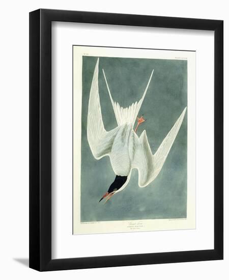 Great Turn, Male, Spring Plumage, 1836-John James Audubon-Framed Giclee Print