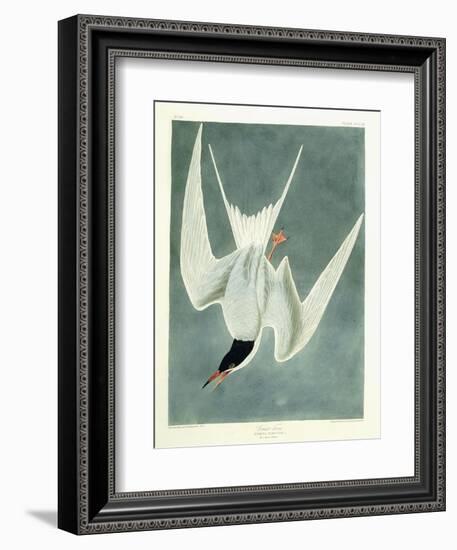 Great Turn, Male, Spring Plumage, 1836-John James Audubon-Framed Giclee Print