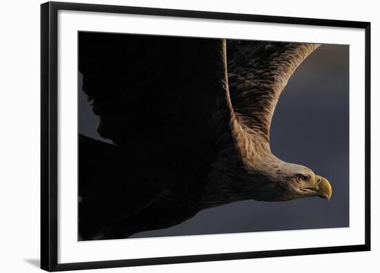 Great Warrior-Staffan Widstrand-Framed Giclee Print