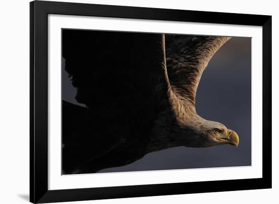 Great Warrior-Staffan Widstrand-Framed Giclee Print