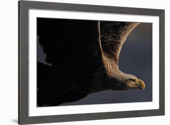 Great Warrior-Staffan Widstrand-Framed Giclee Print