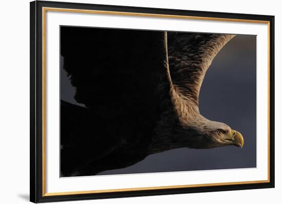 Great Warrior-Staffan Widstrand-Framed Giclee Print