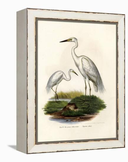 Great White Egret, 1864-null-Framed Premier Image Canvas