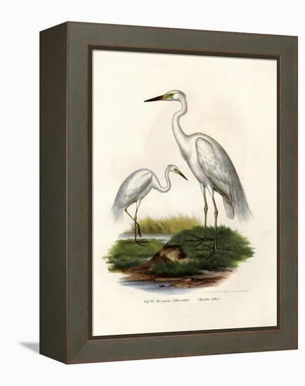 Great White Egret, 1864-null-Framed Premier Image Canvas