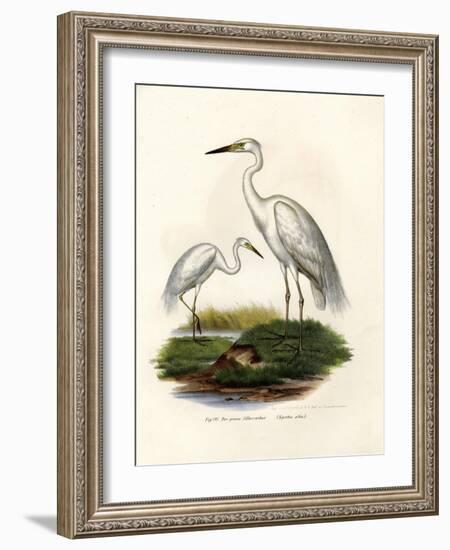 Great White Egret, 1864-null-Framed Giclee Print