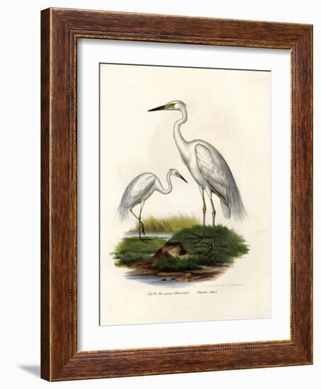Great White Egret, 1864-null-Framed Giclee Print