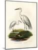 Great White Egret, 1864-null-Mounted Giclee Print