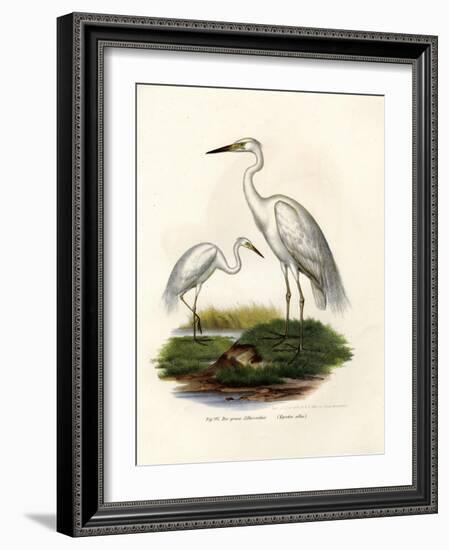 Great White Egret, 1864-null-Framed Giclee Print