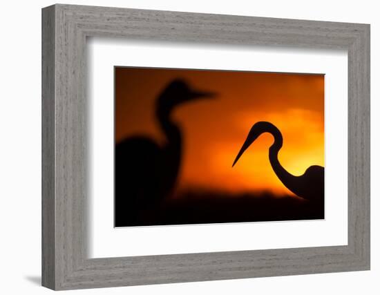 Great White Egret (Ardea Alba) Silhouetted at Sunset, Lake Csaj, Pusztaszer, Hungary, February-Bence Mate-Framed Photographic Print