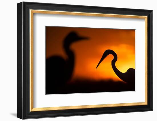 Great White Egret (Ardea Alba) Silhouetted at Sunset, Lake Csaj, Pusztaszer, Hungary, February-Bence Mate-Framed Photographic Print