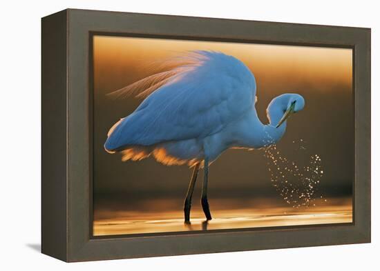 Great White Egret (Ardea Alba) Splashing, Hungary, January-Markus Varesvuo-Framed Premier Image Canvas