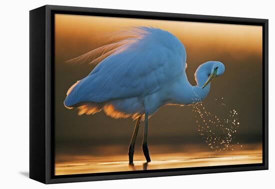 Great White Egret (Ardea Alba) Splashing, Hungary, January-Markus Varesvuo-Framed Premier Image Canvas