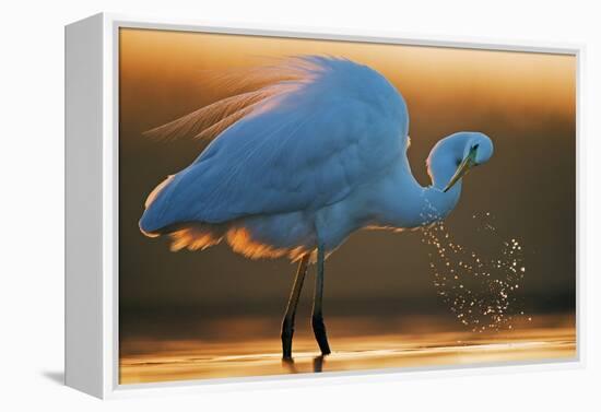 Great White Egret (Ardea Alba) Splashing, Hungary, January-Markus Varesvuo-Framed Premier Image Canvas