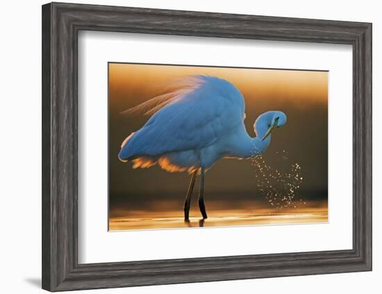 Great White Egret (Ardea Alba) Splashing, Hungary, January-Markus Varesvuo-Framed Photographic Print