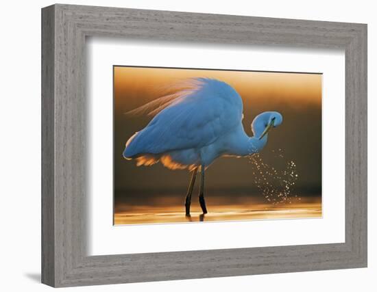 Great White Egret (Ardea Alba) Splashing, Hungary, January-Markus Varesvuo-Framed Photographic Print