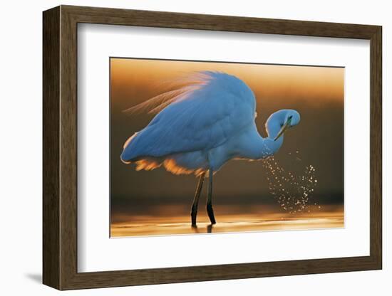 Great White Egret (Ardea Alba) Splashing, Hungary, January-Markus Varesvuo-Framed Photographic Print