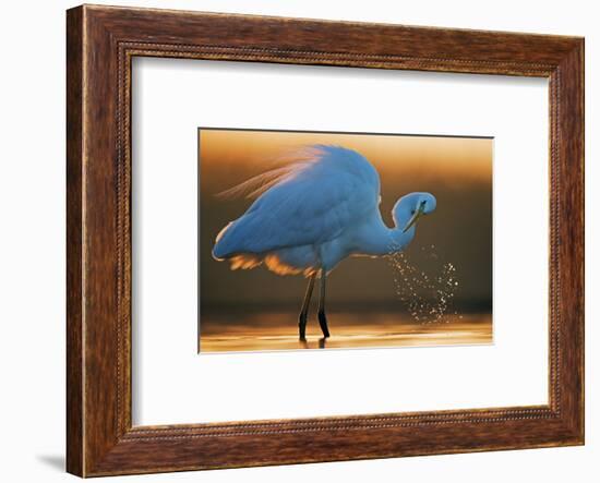 Great White Egret (Ardea Alba) Splashing, Hungary, January-Markus Varesvuo-Framed Photographic Print