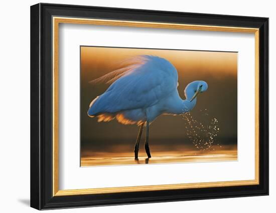 Great White Egret (Ardea Alba) Splashing, Hungary, January-Markus Varesvuo-Framed Photographic Print