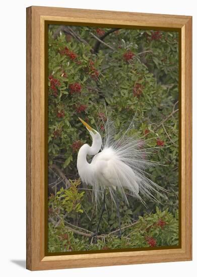 Great White Egret Displaying in Tree-null-Framed Premier Image Canvas