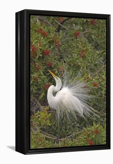 Great White Egret Displaying in Tree-null-Framed Premier Image Canvas