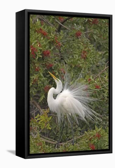 Great White Egret Displaying in Tree-null-Framed Premier Image Canvas