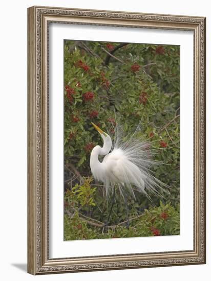 Great White Egret Displaying in Tree-null-Framed Photographic Print