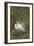 Great White Egret Displaying in Tree-null-Framed Photographic Print