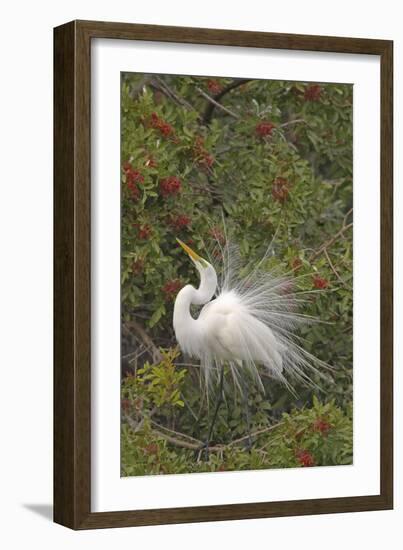 Great White Egret Displaying in Tree-null-Framed Photographic Print