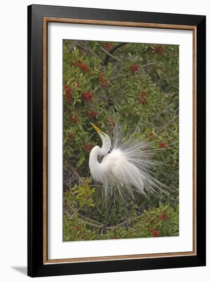 Great White Egret Displaying in Tree-null-Framed Photographic Print