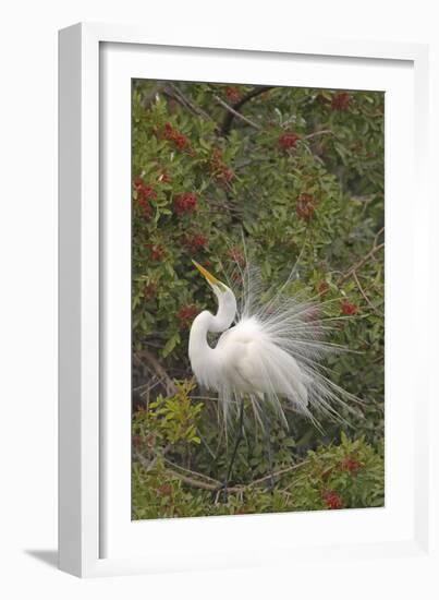 Great White Egret Displaying in Tree-null-Framed Photographic Print