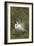 Great White Egret Displaying in Tree-null-Framed Photographic Print