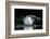 Great white egret fishing in a shallow pond, The Netherlands-David Pattyn-Framed Photographic Print